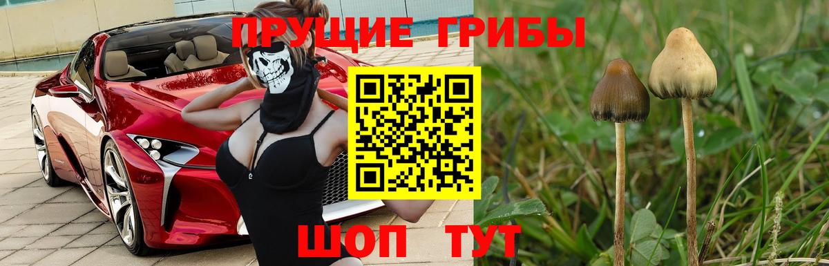 Галлюциногенные грибы Psilocybe Шатура